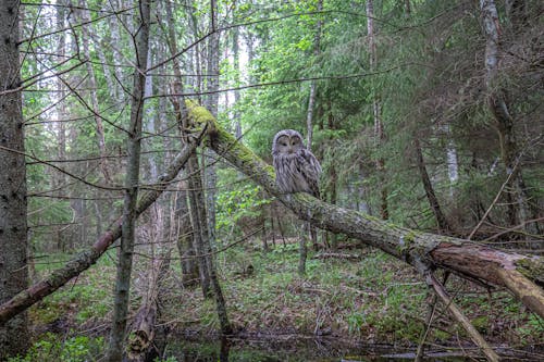 Immagine gratuita di abbaiare, ala degli animali, albero