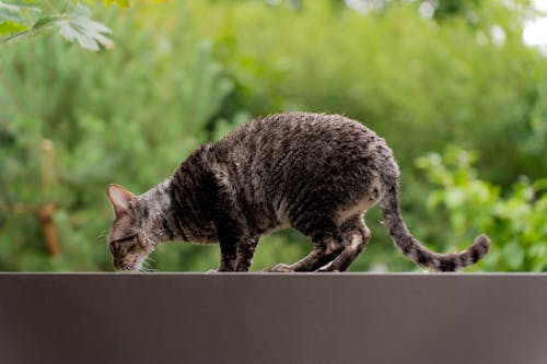 Gratis stockfoto met beest, bruine kat, huisdieren