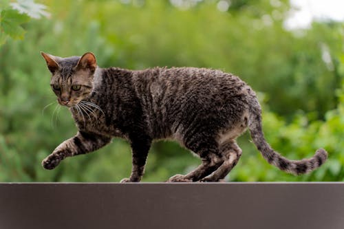 Gratis stockfoto met beest, bruine kat, huisdieren