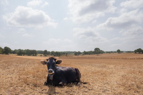 бесплатная Бесплатное стоковое фото с домашний скот, за городом, корова Стоковое фото