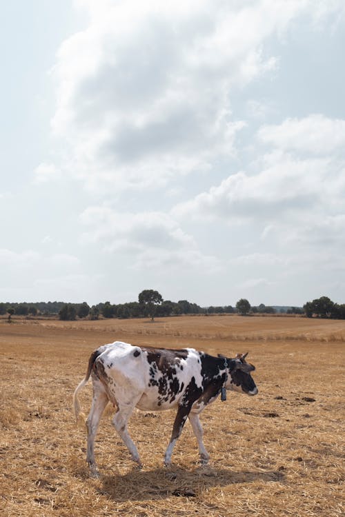 Cow on Field on Farm