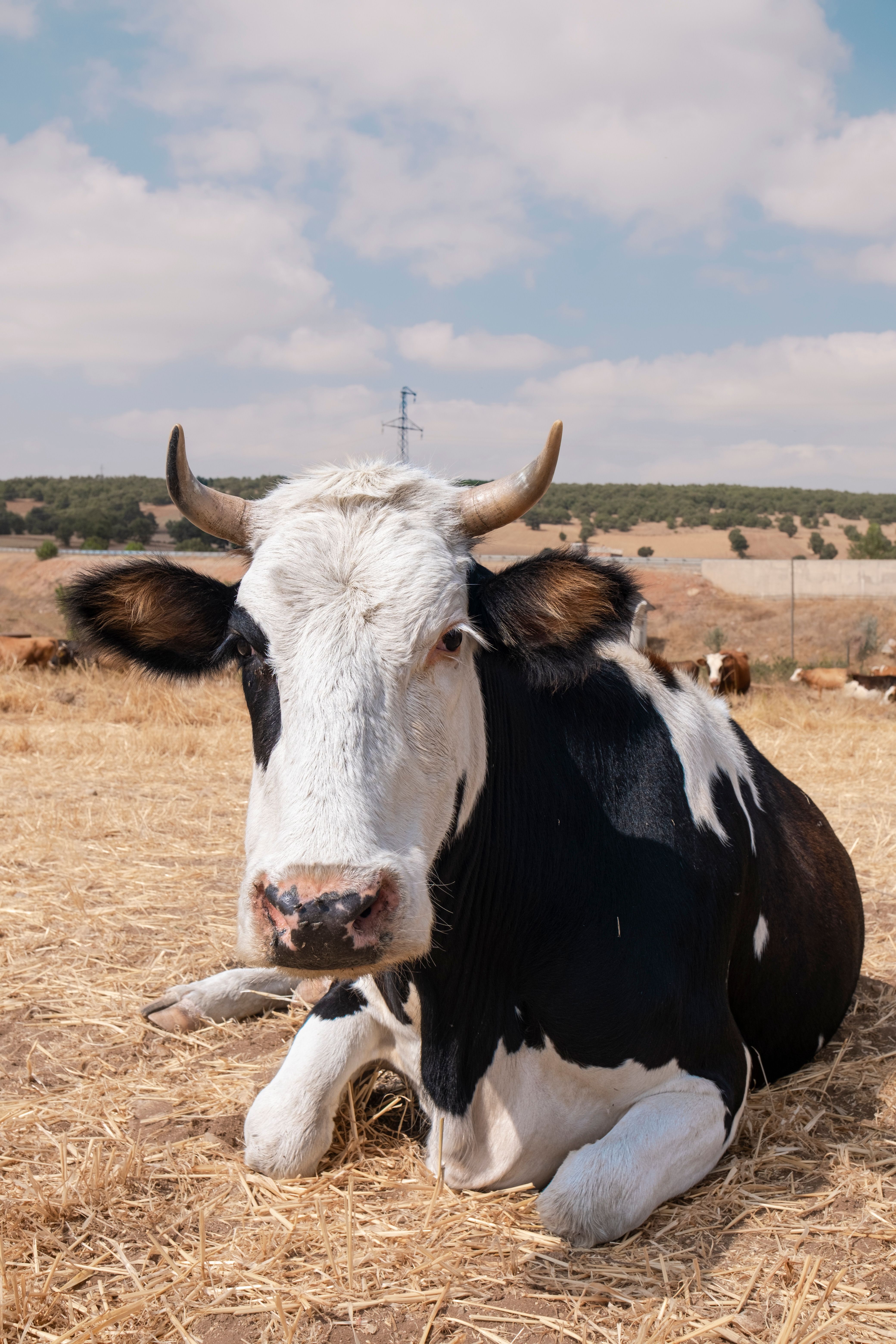 Free stock photo of agriculture, animal pictures, beef cattle, bull ...