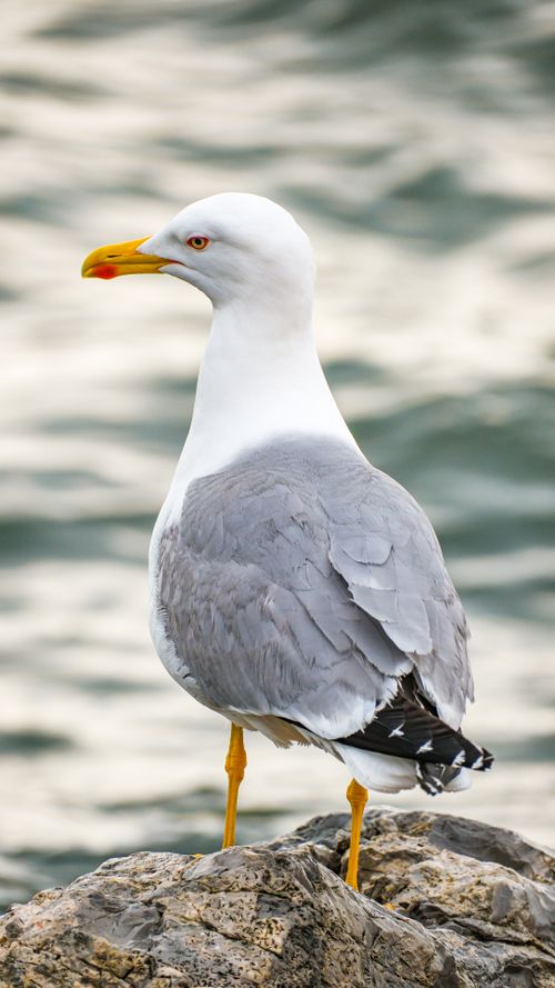 Free Close-up of a seagull perched on rocks by the sea, showcasing its striking plumage. Stock Photo