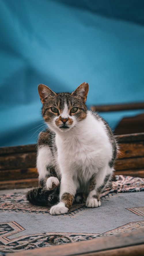 Free Tortoiseshell cat sitting indoors on decorative carpet with blue background, showcasing selective focus. Stock Photo
