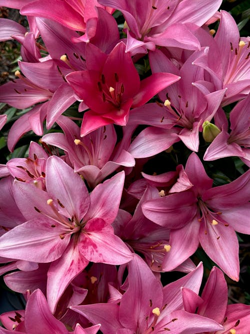 Foto profissional grátis de aumento, decorativo, floração