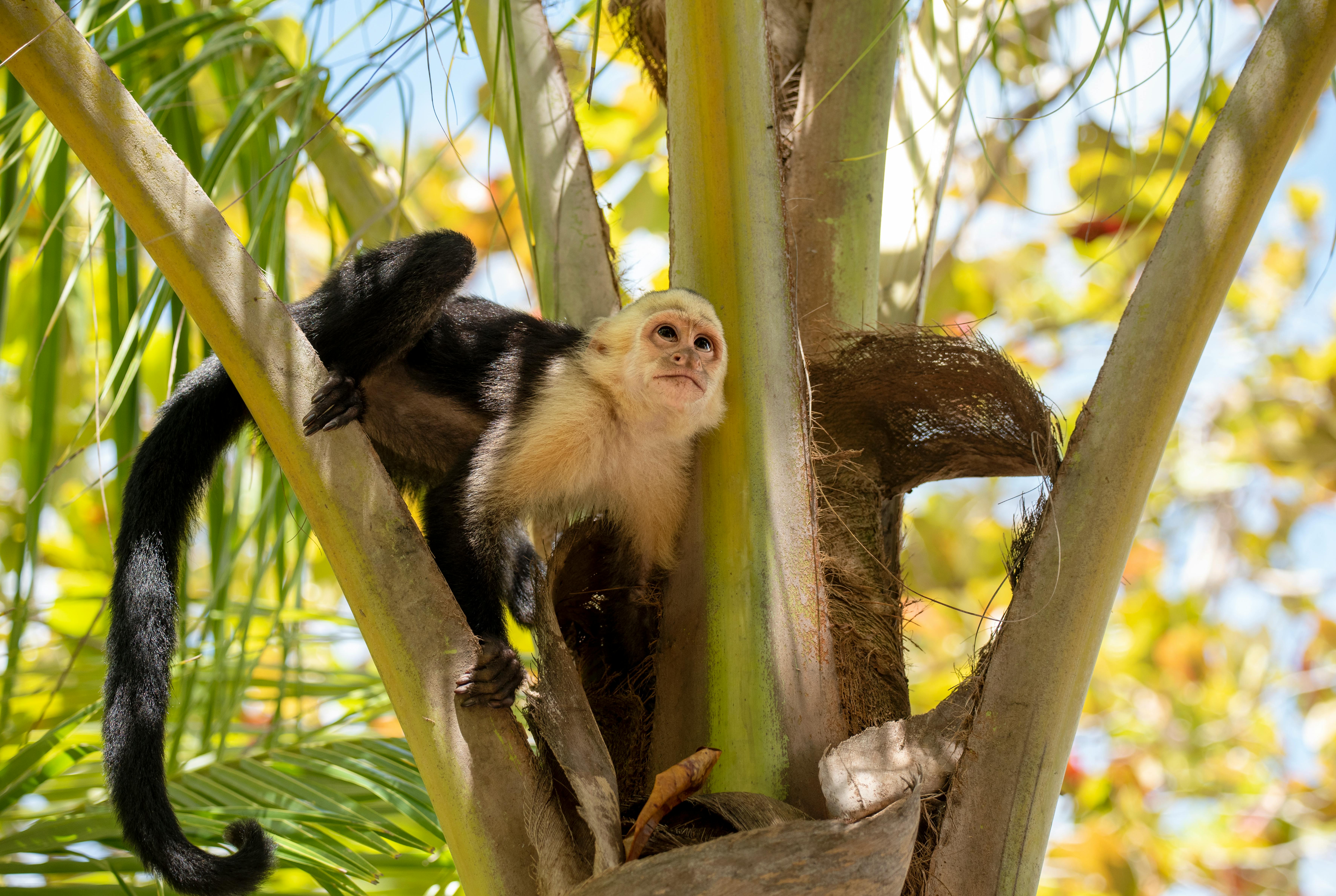 3.000+ melhores imagens de Macaco · Download 100% grátis · Fotos  profissionais do Pexels