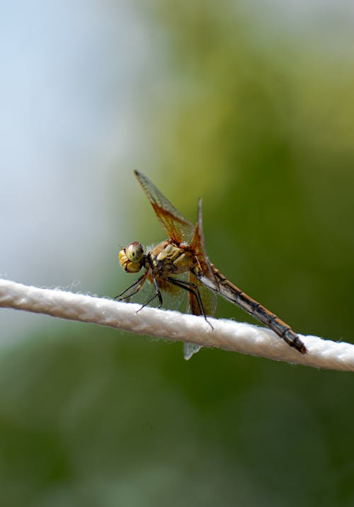 Dragonfly on String