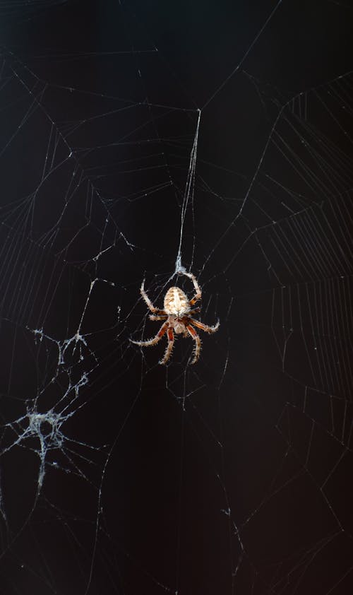 Fotos de stock gratuitas de animal, arácnido, araña de calabaza