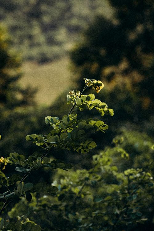 Free Close-up of vibrant green leaves with a blurred forest background, captured in springtime. Stock Photo