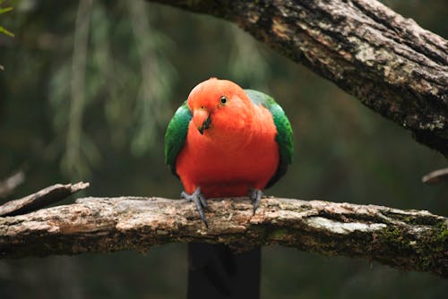 Australian King Parrot Perching on Branch