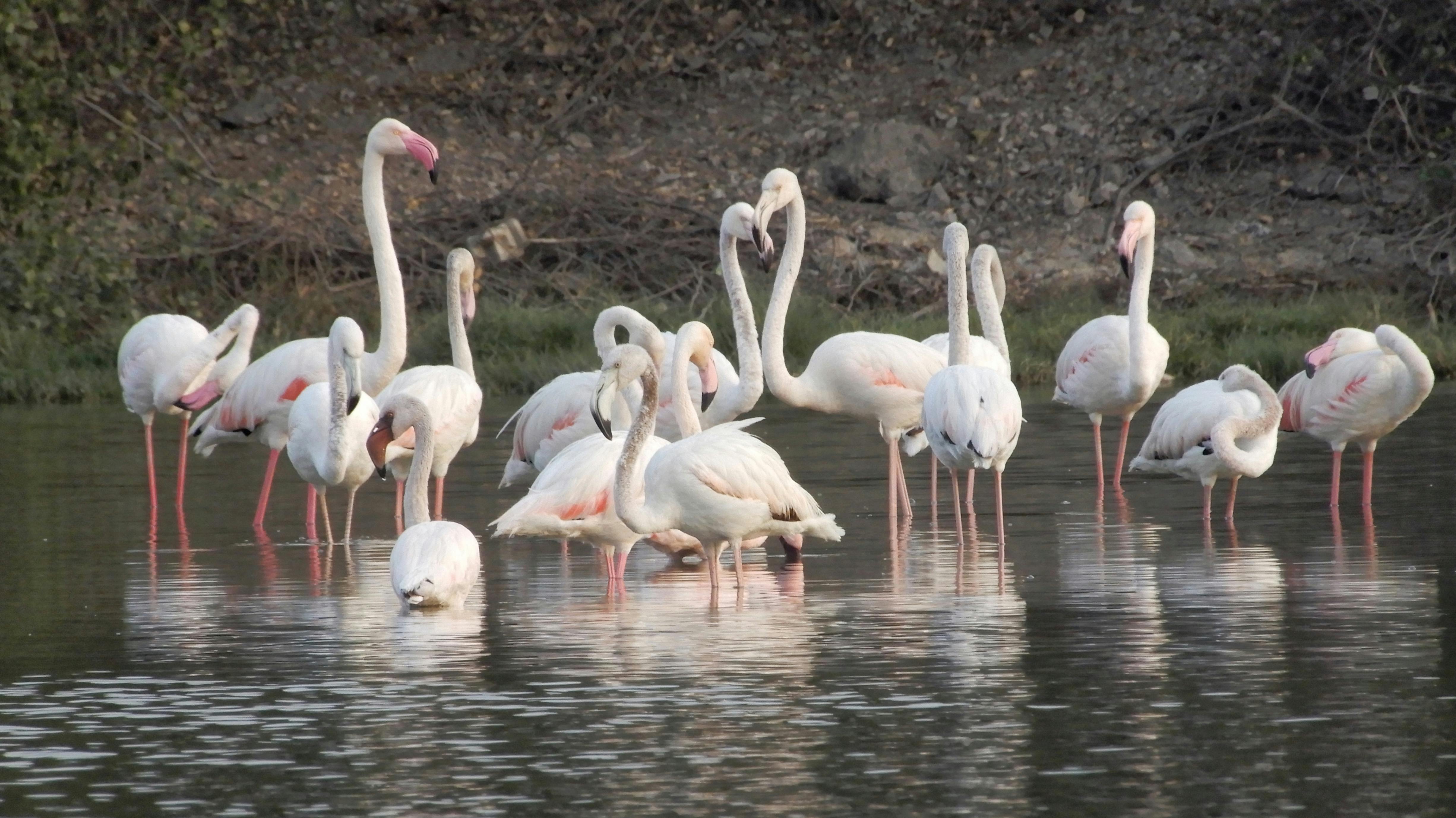 Foto Stok Gratis Tentang Flamingo