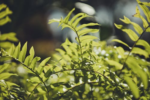 Close up of Green Leaves