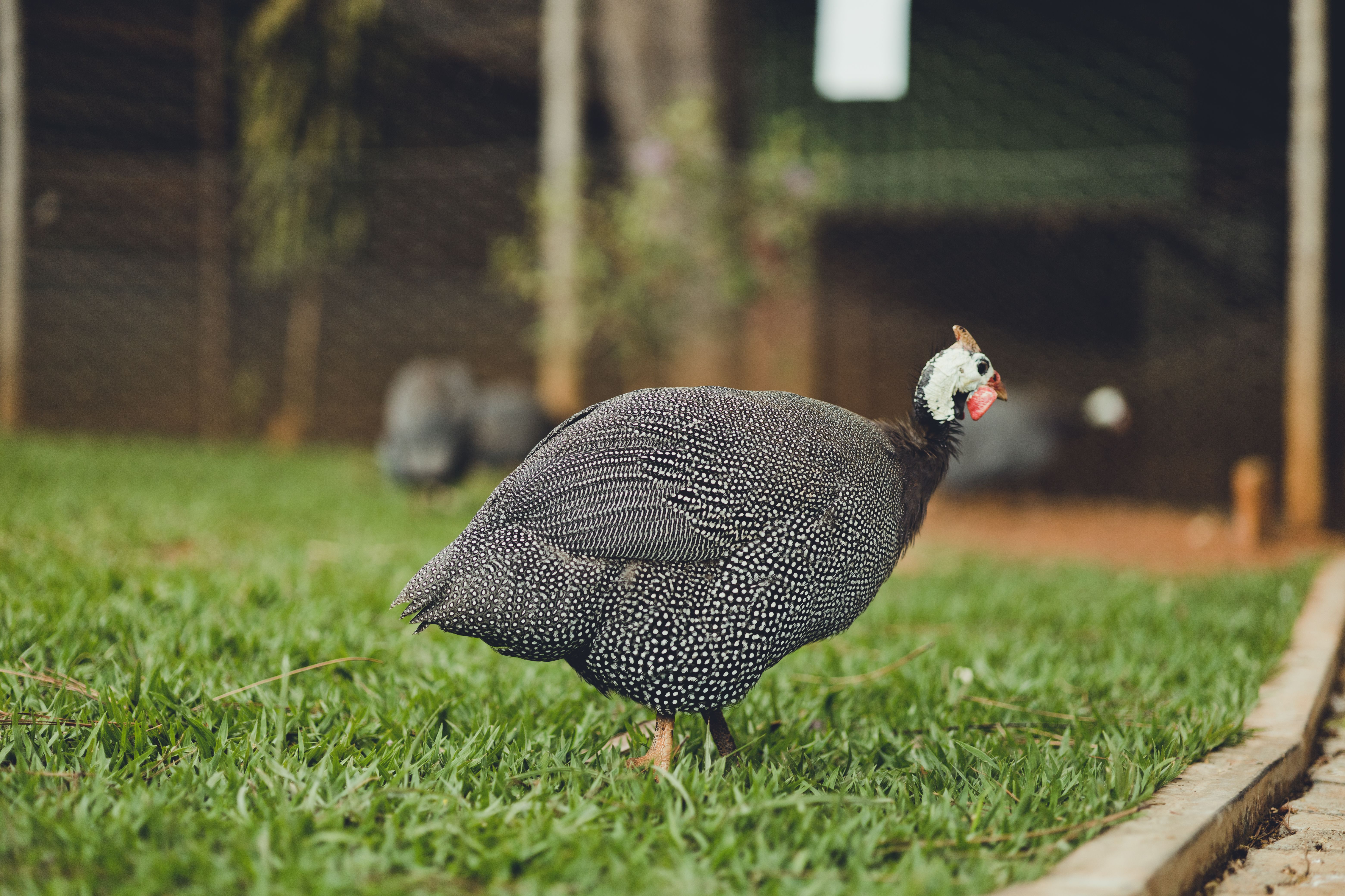 How to Train Guinea Keets to Return to the Coop Every Night