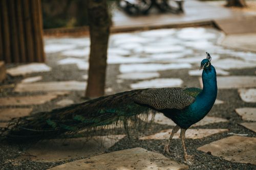 Free A beautiful peacock displays its colorful plumage in an outdoor setting. Stock Photo