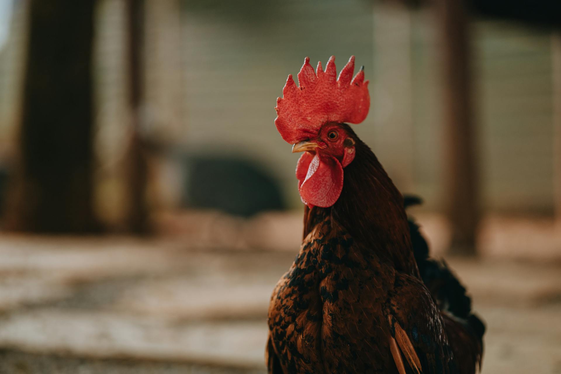 A close-up of a rooster with a vivid red crest on a farm, showcasing its natural beauty.