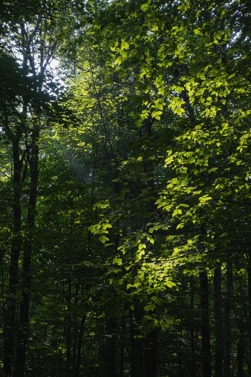 Free Captivating view of sunlight filtering through a lush green forest canopy in summer. Stock Photo