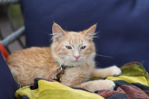 Ginger Cat Lying on a Pillow