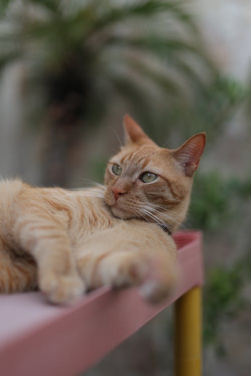 Ginger Cat Lying on a Pink Shelf