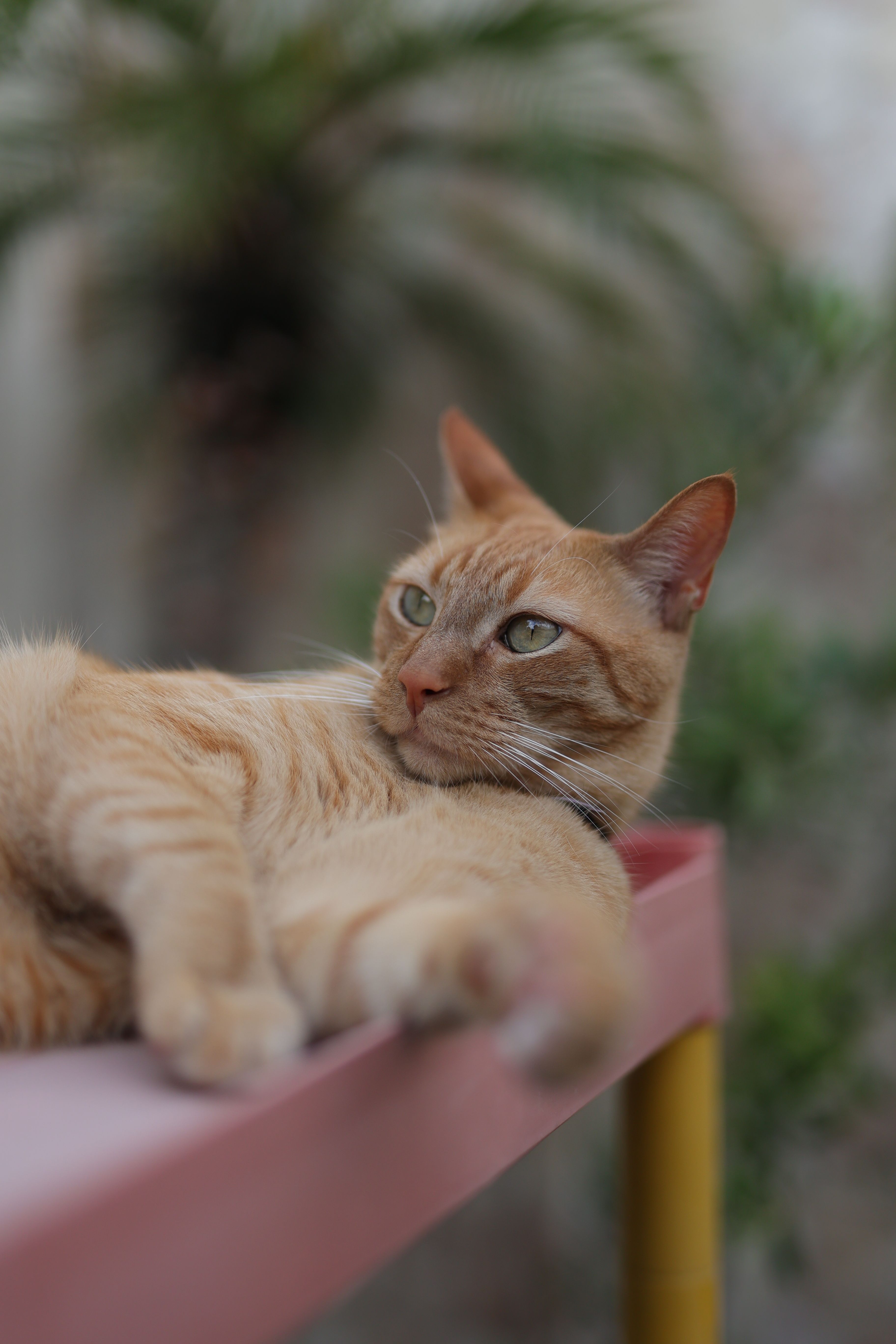 Gratis Immagine gratuita di #interno, addomesticato, animale Foto a disposizione