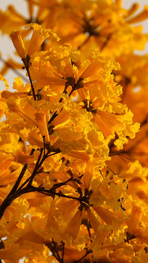 Immagine gratuita di albero di tromba d oro, avvicinamento, bellezza naturale