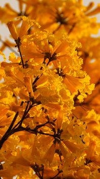Close-up of vibrant yellow blossoms on a golden trumpet tree, capturing natural beauty in sunlight.