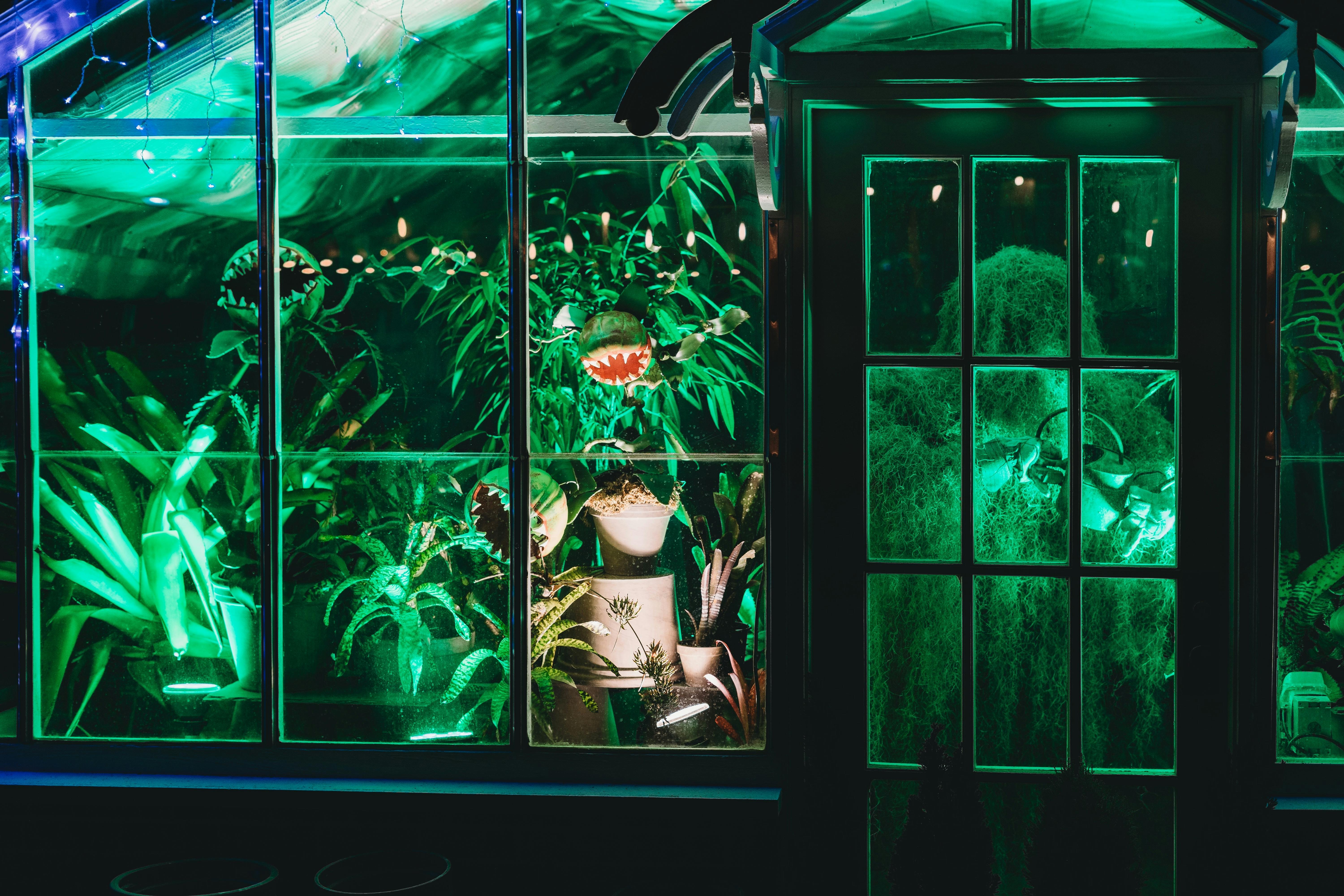 The Science Behind Bioluminescent Plants and Their Mood Enhancing Benefits