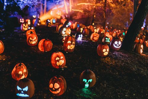 Free Illuminated Jack-o'-lanterns create a spooky atmosphere in a forest during Halloween night. Stock Photo