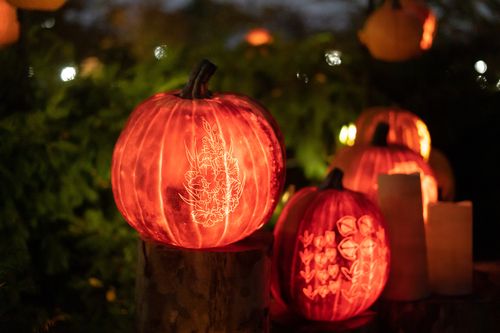 Free Illuminated carved pumpkins with intricate designs glowing warmly in a Halloween night setting. Stock Photo