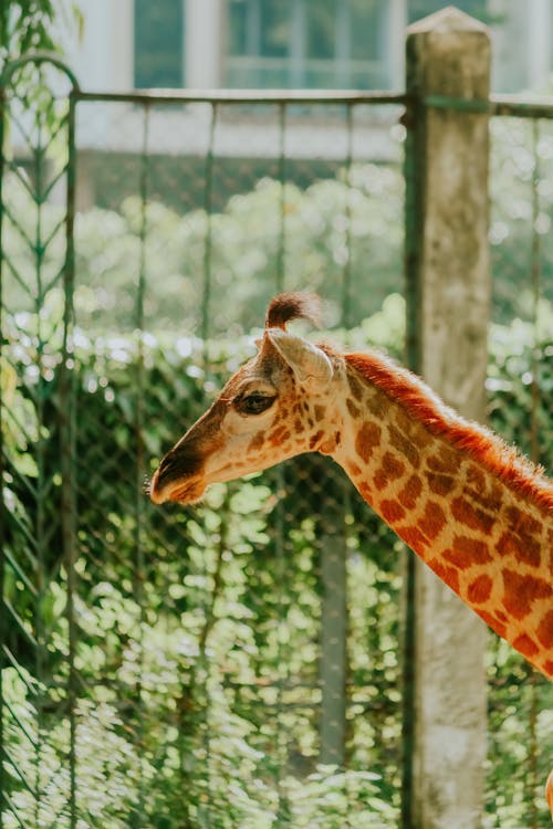 Photos gratuites de barrière, en captivité, girafe
