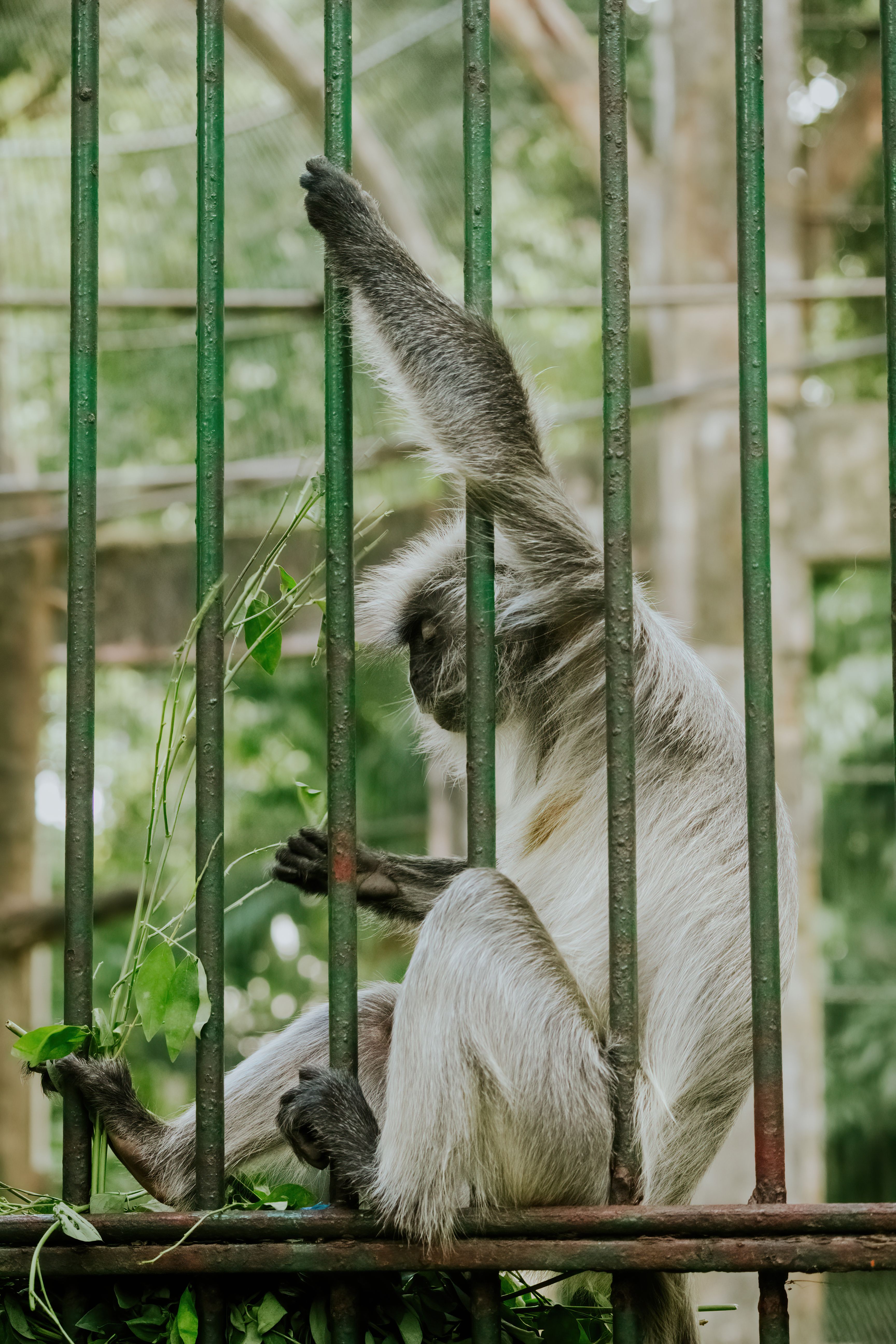 White Monkey behind Green Bars · Free Stock Photo