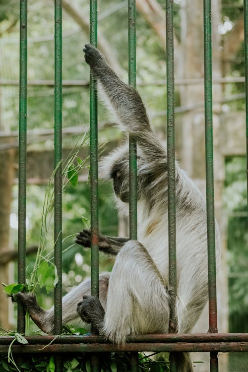 White Monkey behind Green Bars