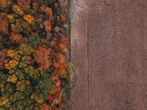 Cropland next to a Forest in Fall