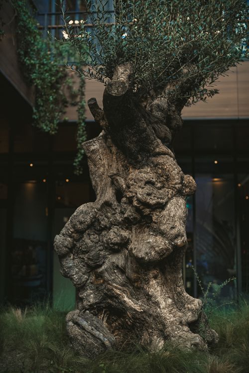 Free Vertical shot of a thick-boughed, ancient olive tree in rural outdoor setting. Stock Photo