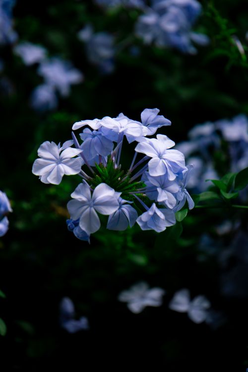 Free Close-up of delicate blue hydrangea flowers showcasing nature's beauty. Stock Photo
