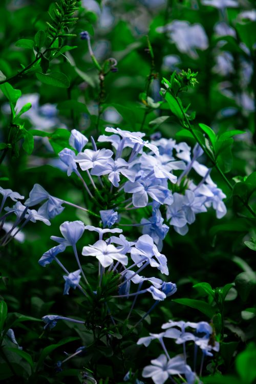 Free Close-up of delicate blue Plumbago flowers in Ciudad de México during summer. Stock Photo