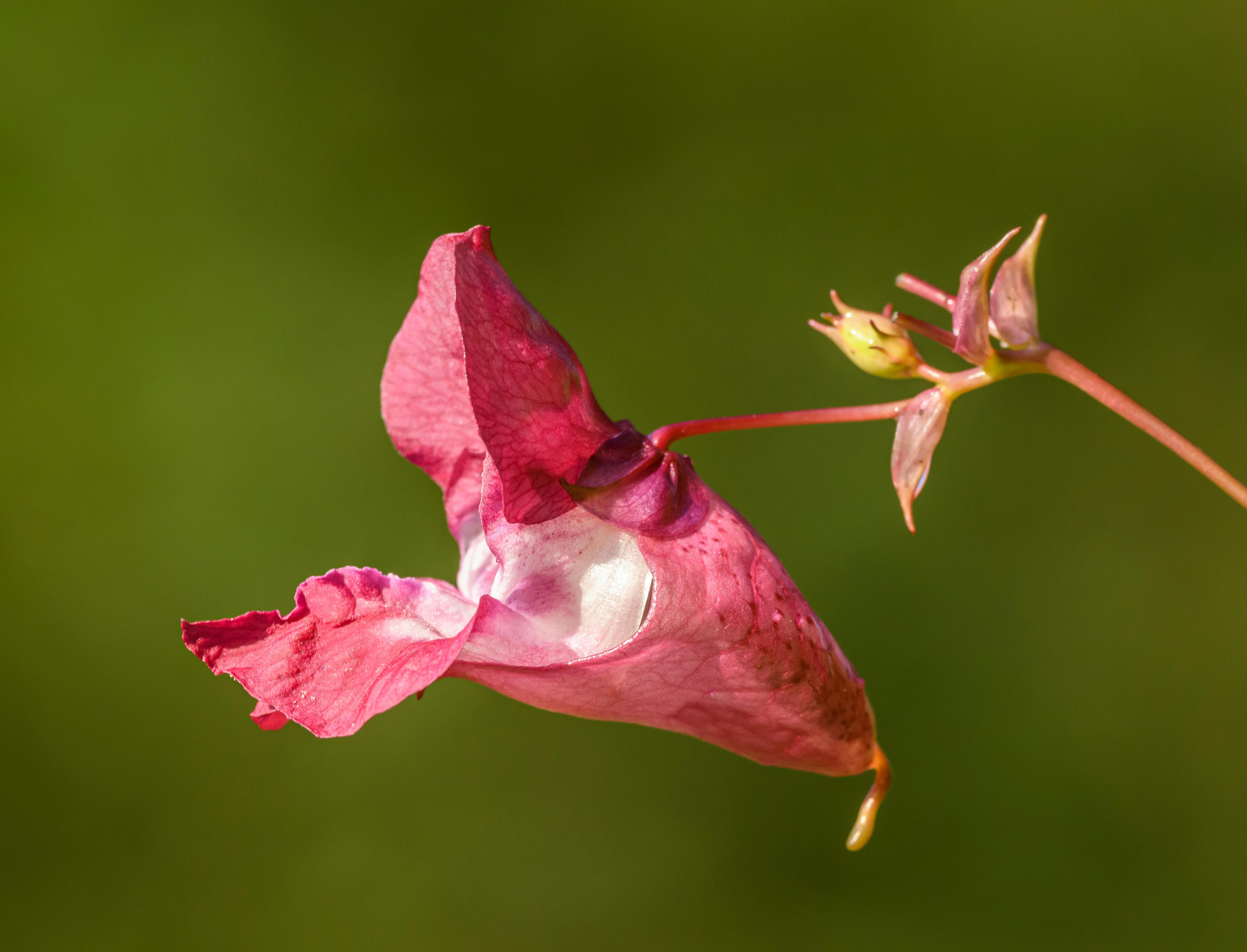 Cultivo Óptimo de Impatiens: Sustrato, Luz, Riego y Manejo de Patógenos