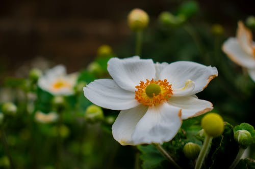 Безкоштовне стокове фото на тему «анемони, Біла квітка, бруньки»