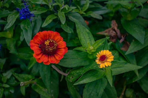 Three Colour Flowers in a Garden