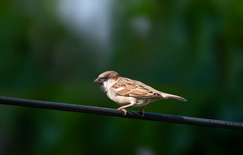 Sparrow Perching on Fiber Optic Cable