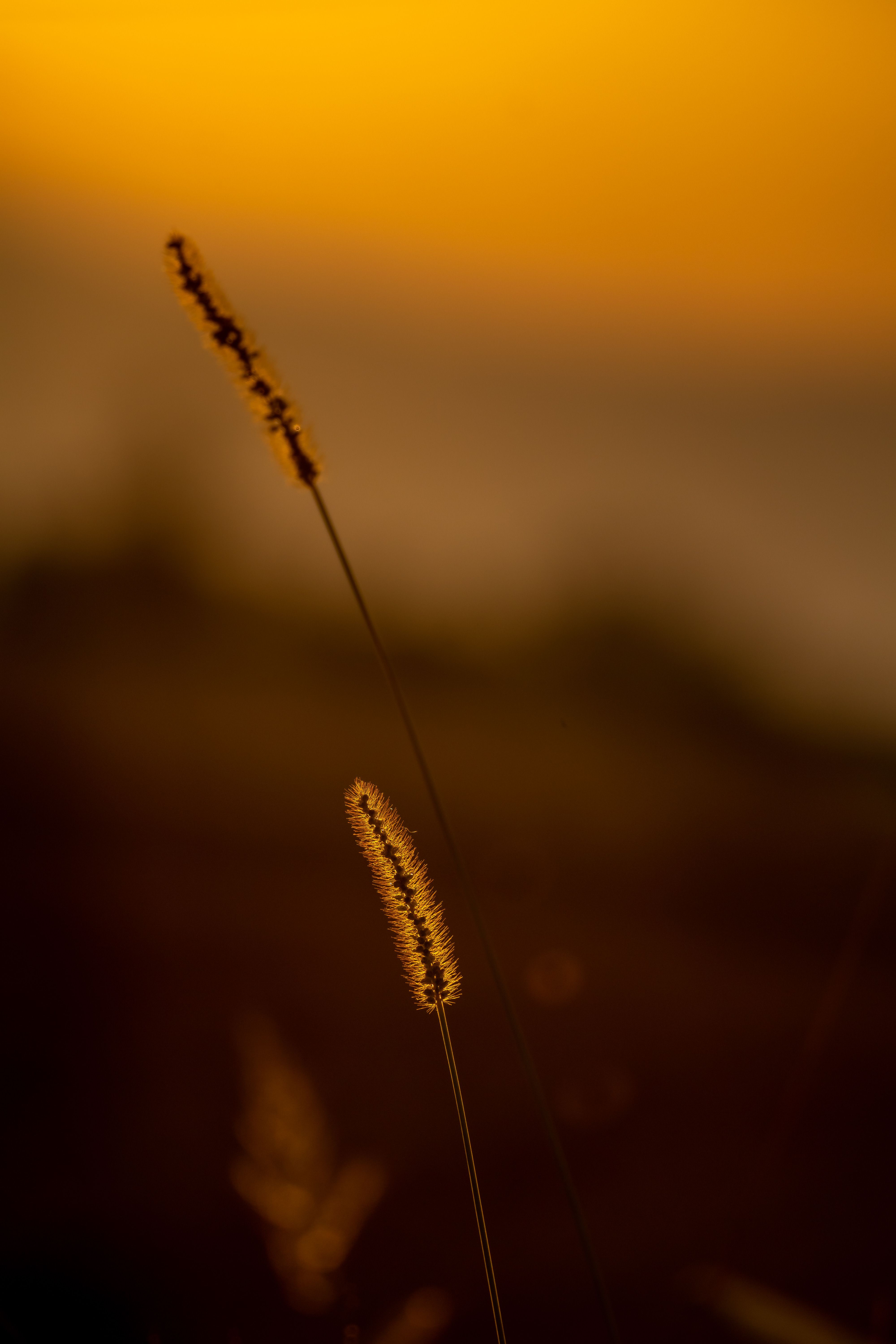 Thin Rushes at Sunset · Free Stock Photo