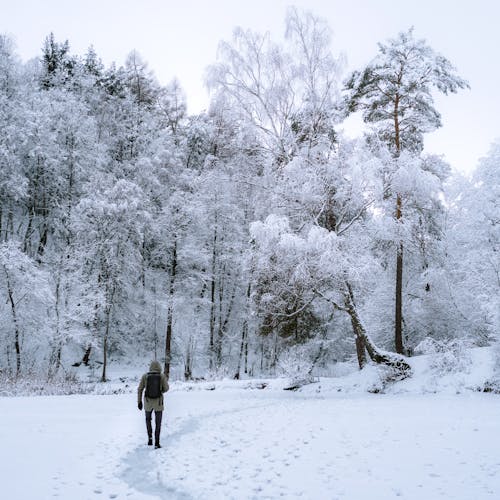 Persoon Lopen Naar Bomen Vallende Sneeuw