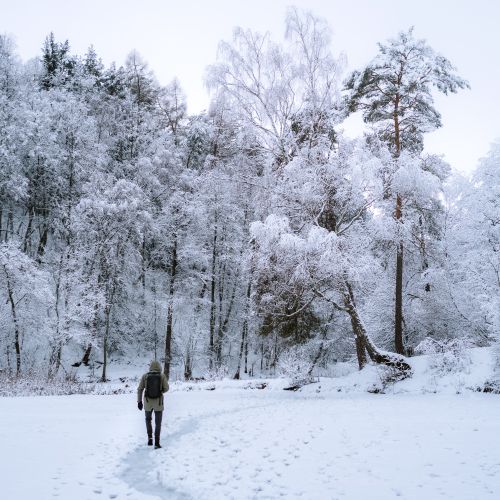 Free A lone traveler explores a serene, snow-covered forest during winter. Stock Photo