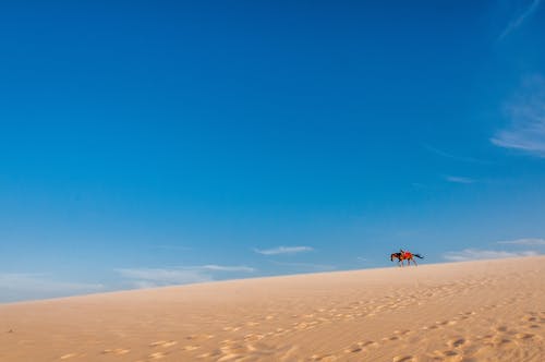 Free stock photo of dune, horse, sand beach