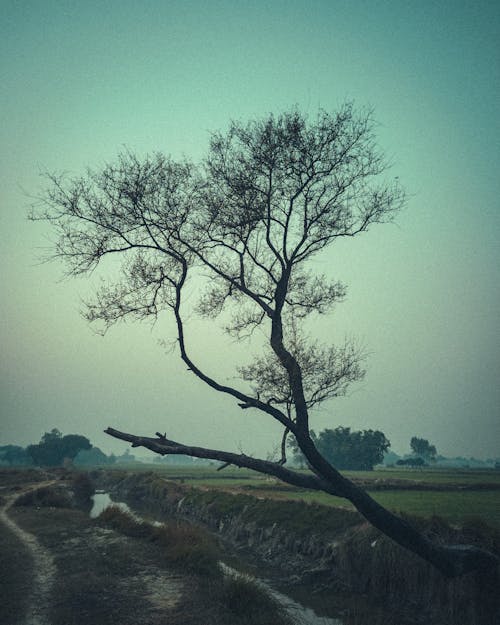 Fotos de stock gratuitas de apoyado, árbol, camino de tierra