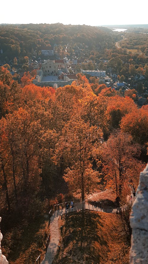 Бесплатное стоковое фото с деревья, осенние деревья, осень