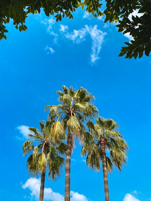 야자나무, 푸른 하늘, 하늘의 무료 스톡 사진