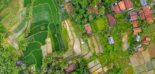 Aerial View Of Houses And Trees