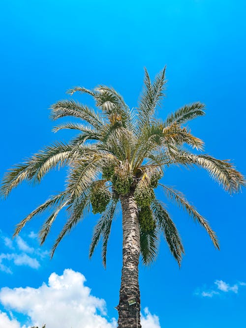 야자나무, 푸른 하늘, 하늘의 무료 스톡 사진