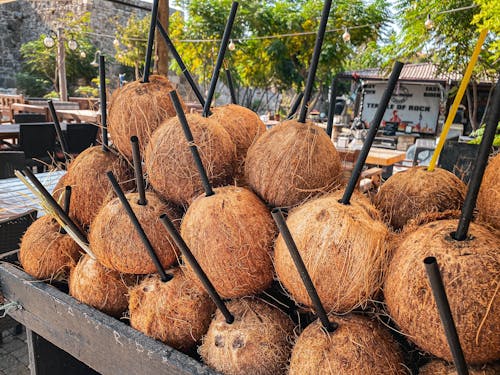 Gratis lagerfoto af drink, kokosnød, kokosnødder