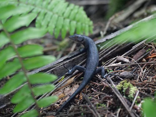 Free stock photo of black, ferns, lizard
